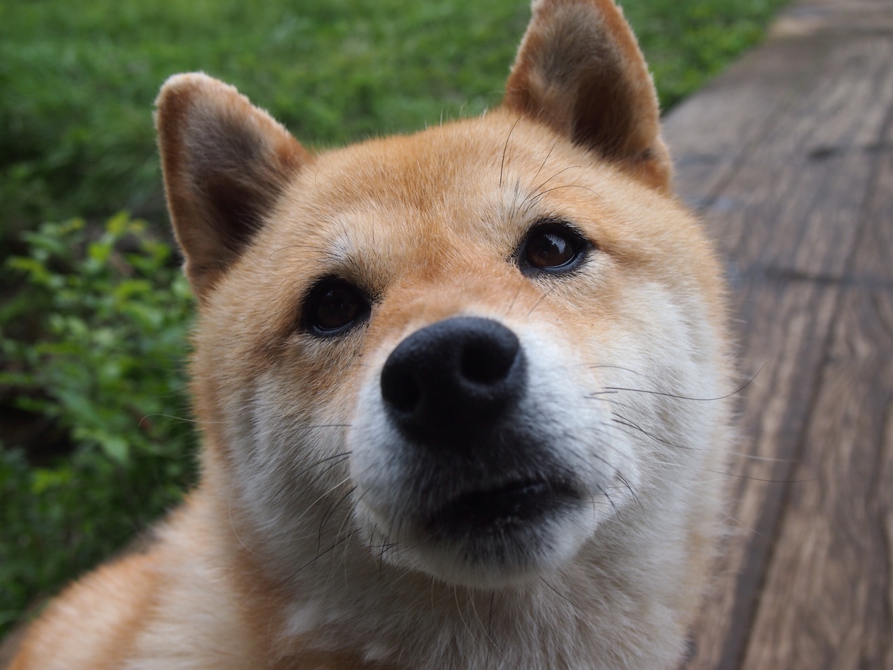 绝地逆袭，红牛车队毫厘之间险胜哈斯，拉塞尔一战封神惊四座