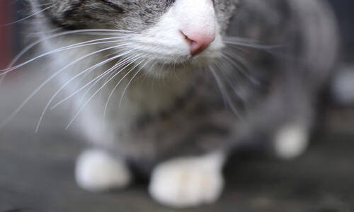 开云体育中国-狂飙！莱比锡红牛4-1完胜智利豪门，坎特闪电破门点燃全场