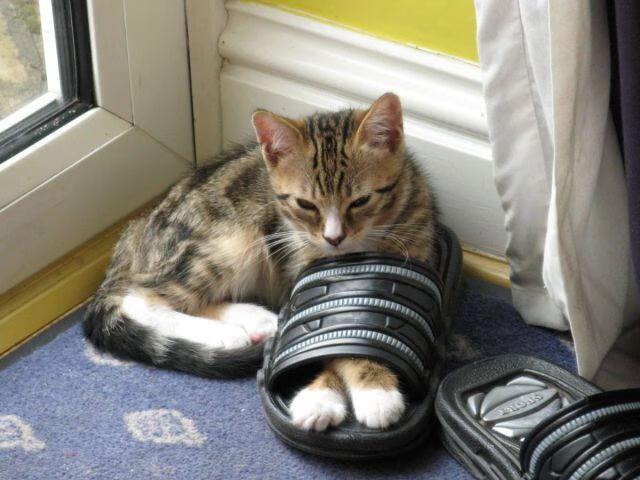 无声的宣言，西亚卡姆如何在尼克斯与广厦的节奏之争中划下界限