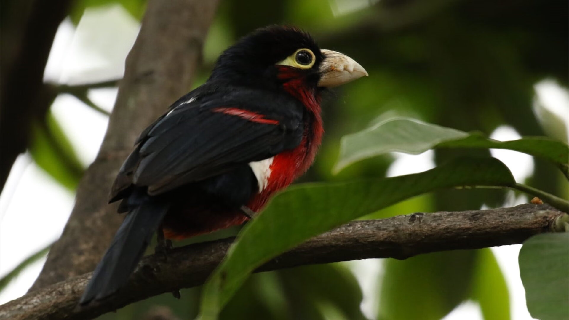 布鲁诺的音符，在拉巴斯高原冻结阿根廷探戈