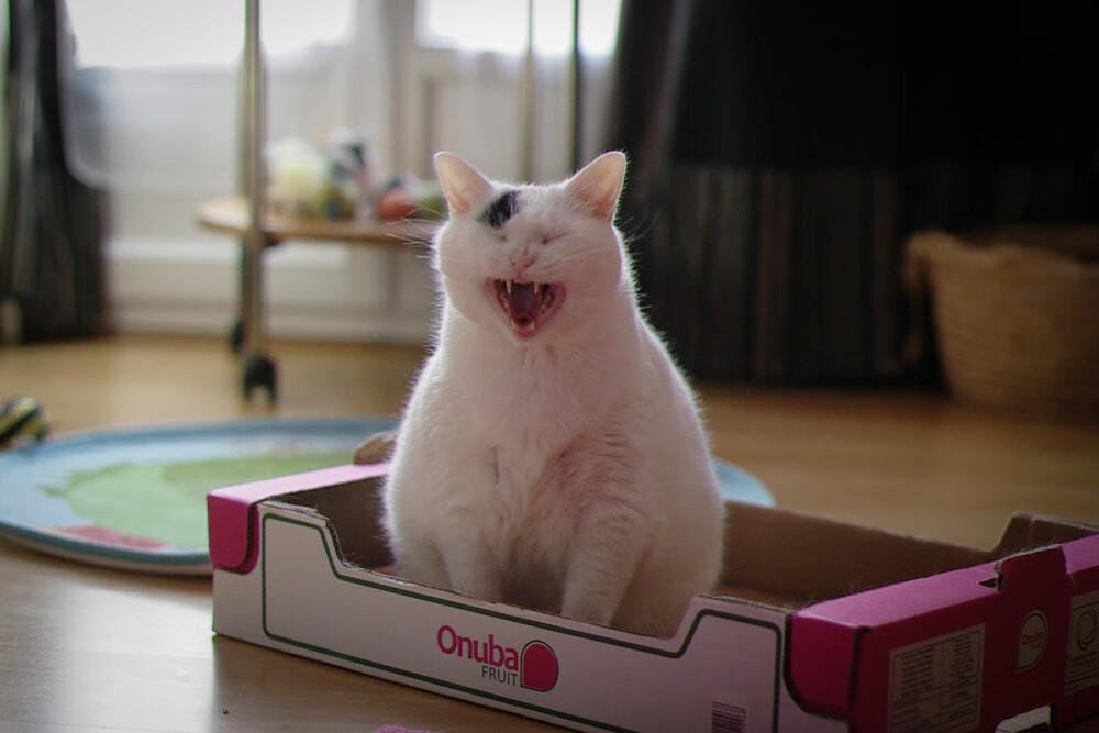 太阳神今夜降临！从法老之咒到帕尔默时刻，埃及足球翻开新神纪元