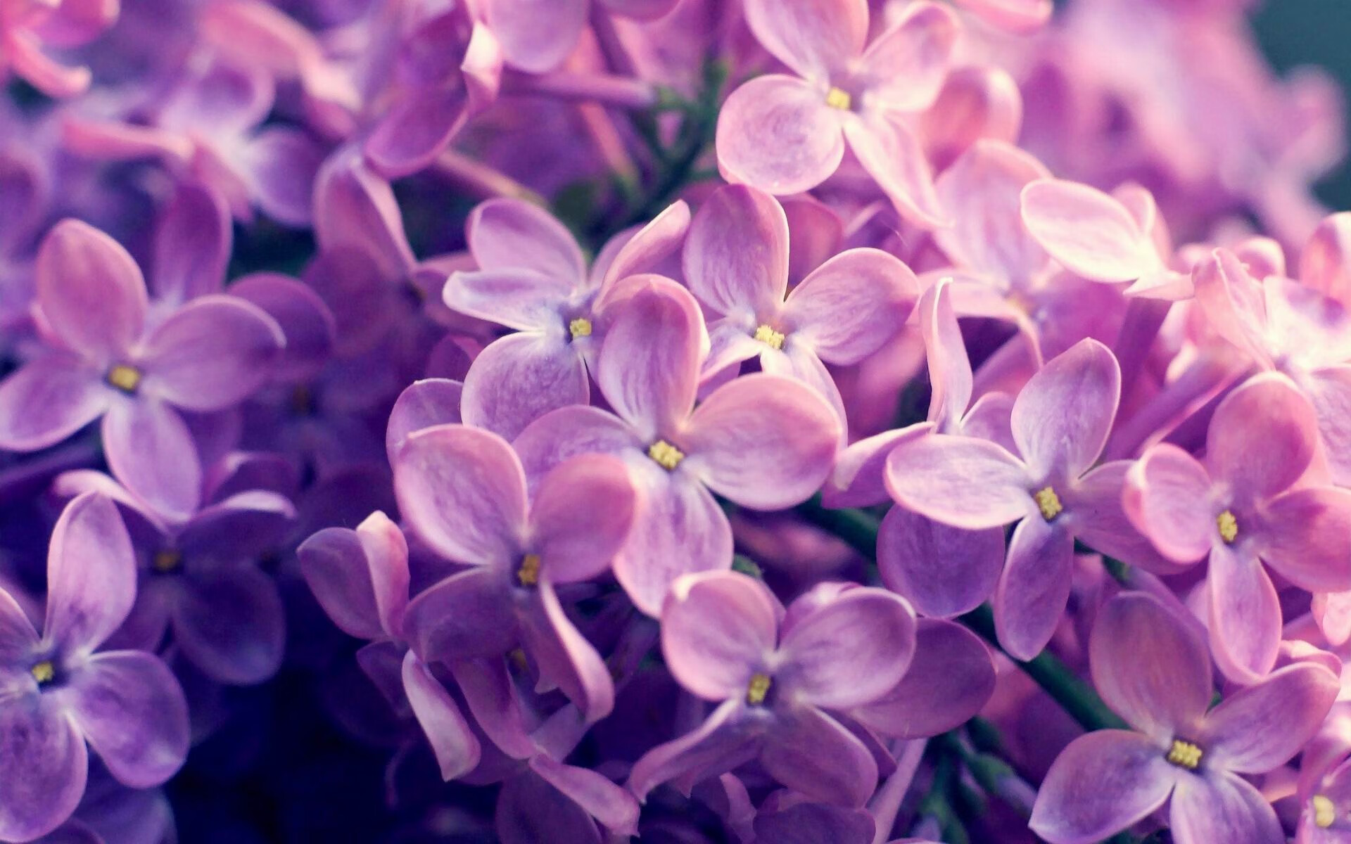 当所有人都仰望球星时，他选择成为巨人，范弗利特在绿军阴影下重新定义价值