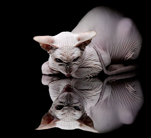 当深圳速度撞上鹈鹕风暴，钢筋水泥筑成的逆袭神话