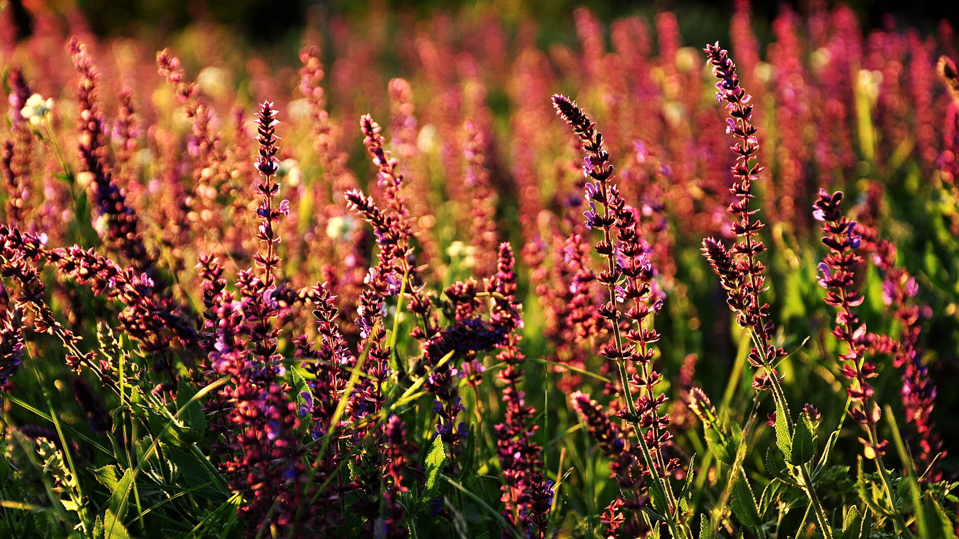 开云体育官网-奥运关键战，尼斯单节拉开曼城，马丁内利接管比赛定乾坤