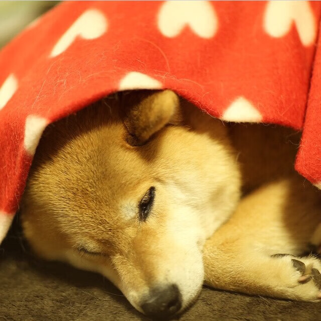 开云体育官网-高原孤掌鸣，鹈鹕四散惊，小贾伦·杰克逊的攻防绝响